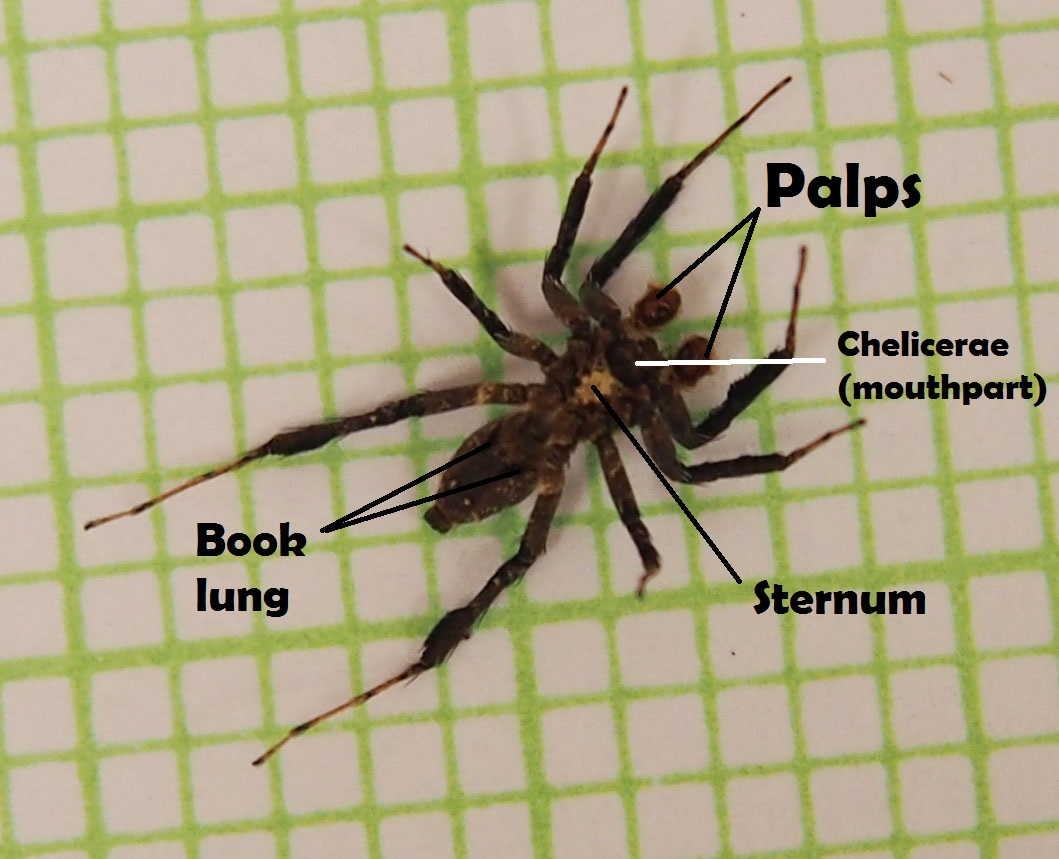 taxo4254 Portia labiata